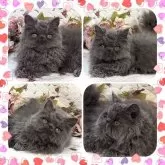 セルカークレックス【埼玉県・女の子・2023年12月30日・ブルー ソリッド】の写真3