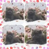 セルカークレックス【埼玉県・女の子・2020年11月11日・ブルーソリッド】の写真3