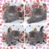 セルカークレックス【埼玉県・男の子・2021年8月8日・ブルータビー】の写真4