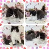 セルカークレックス【埼玉県・男の子・2023年5月11日・ブラックスモークアンドホワイト】の写真4