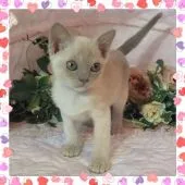 ヨーロピアンバーミーズ【埼玉県・男の子・2016年10月27日・ライラック】の写真4