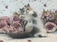 エキゾチックショートヘア【埼玉県・女の子・2025年9月19日・ダイリュートキャリコ】の写真9