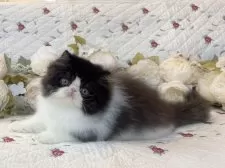 ペルシャ【埼玉県・男の子・2025年6月16日・ブラックアンドホワイト】の写真15