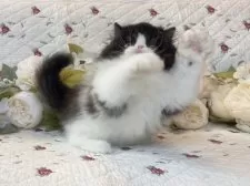 ペルシャ【埼玉県・男の子・2025年6月16日・ブラックアンドホワイト】の写真6