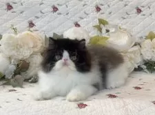 ペルシャ【埼玉県・男の子・2025年6月16日・ブラックアンドホワイト】の写真3