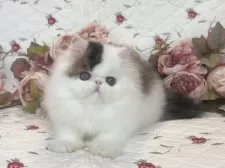 エキゾチックショートヘア【埼玉県・男の子・2025年7月7日・ブラウンタビーアンドホワイ】の写真14