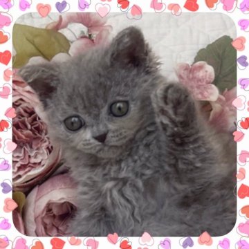セルカークレックス【埼玉県・男の子・2025年5月22日・ブルー（カール/ロング）】の写真「しっかりクルクルコートのイケメンくん」