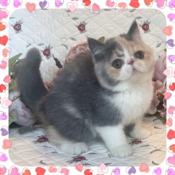 エキゾチックショートヘア【埼玉県・女の子・2025年9月19日・ダイリュートキャリコ（ショート）】の写真「パパCFA,GC♡淡いコートカラーのぶさかわちゃん」