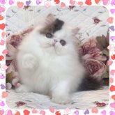 エキゾチックショートヘア