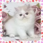 エキゾチックショートヘア