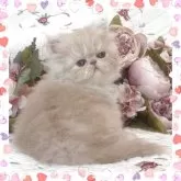 エキゾチックショートヘア