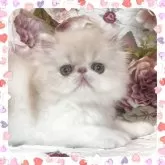 エキゾチックショートヘア