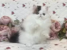 エキゾチックショートヘア【埼玉県・男の子・2025年7月7日・ブラウンタビーアンドホワイ】の写真4