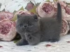 エキゾチックショートヘア【埼玉県・男の子・2025年2月12日・ブルー】の写真5