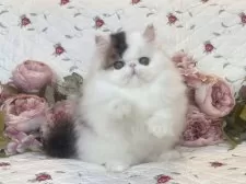 エキゾチックショートヘア【埼玉県・男の子・2025年7月7日・ブラウンタビーアンドホワイ】の写真5