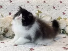 ペルシャ【埼玉県・男の子・2025年6月16日・ブラックアンドホワイト】の写真11