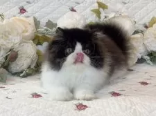 ペルシャ【埼玉県・男の子・2025年6月16日・ブラックアンドホワイト】の写真8