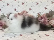 エキゾチックショートヘア【埼玉県・男の子・2025年7月7日・ブラウンタビーアンドホワイ】の写真8