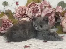 セルカークレックス【埼玉県・女の子・2025年5月22日・ブルー】の写真7