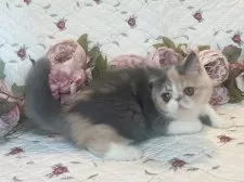 エキゾチックショートヘア【埼玉県・女の子・2025年9月19日・ダイリュートキャリコ】の写真6