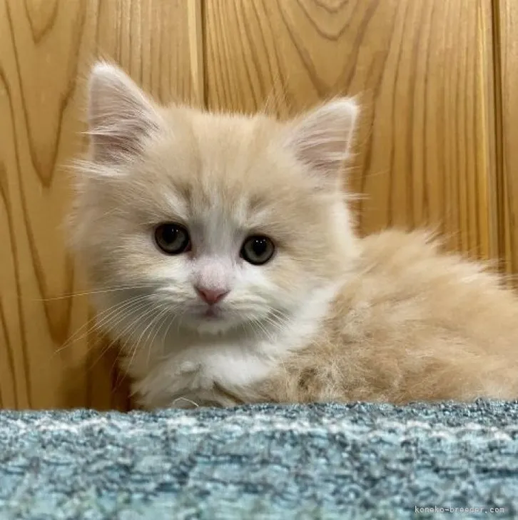 ID:2303-01060の子猫