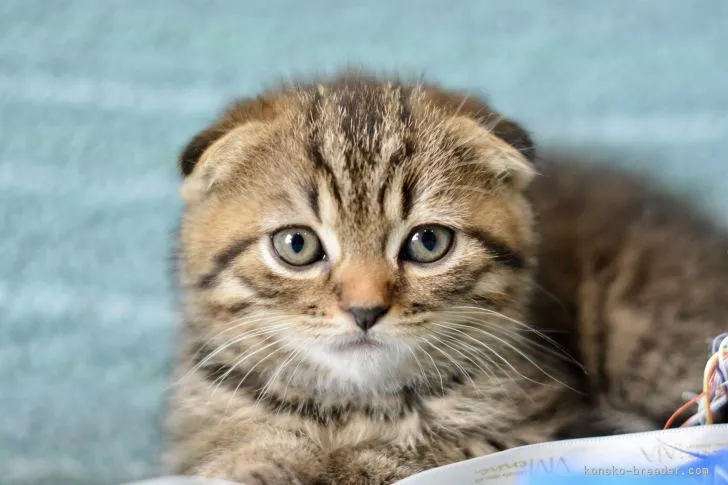 ID:2204-02352の子猫