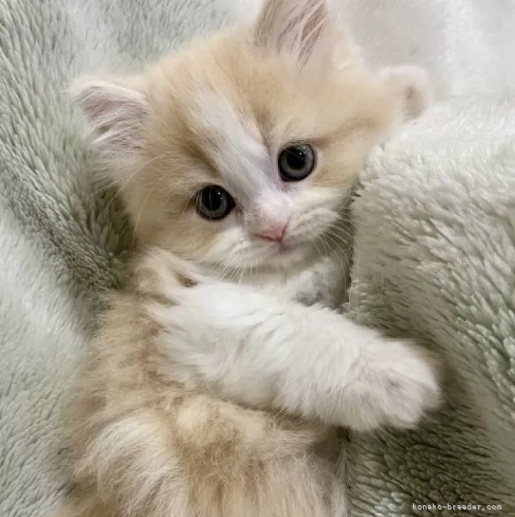 ID:2303-01139の子猫
