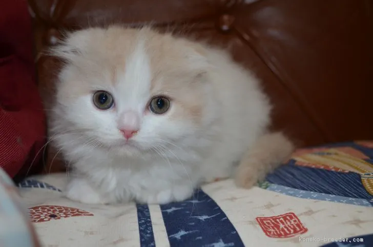 ID:1902-00117の子猫