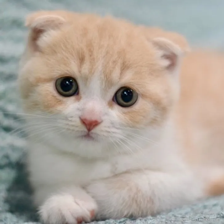 ID:2304-02492の子猫