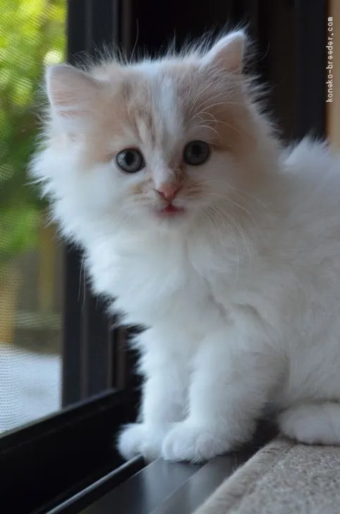 ID：2005-00727の子猫
