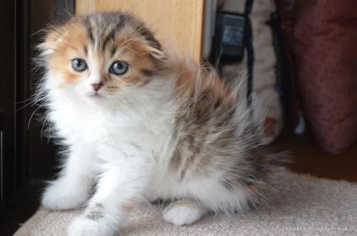 ID：1902-01144の子猫