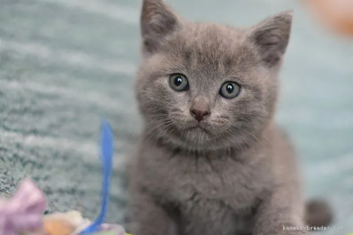 ID：2206-01268の子猫