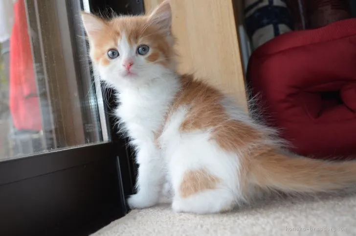 ID：1902-01141の子猫