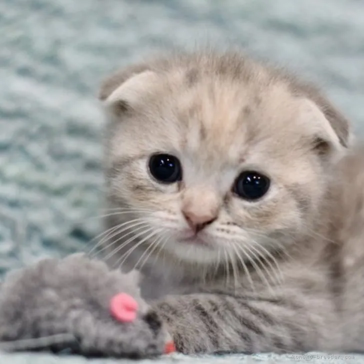 ID:2310-00018の子猫