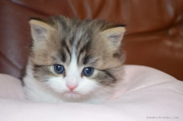 ID:1901-00516の子猫