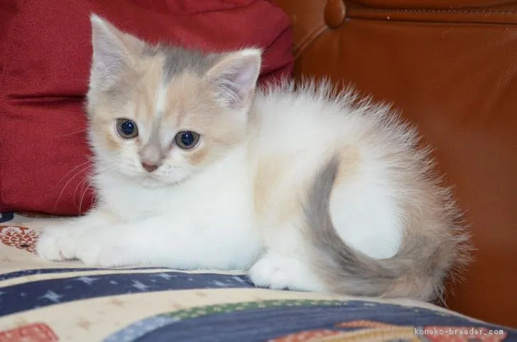 ID:1902-01098の子猫