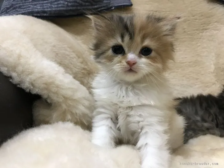 ID:1902-00401の子猫