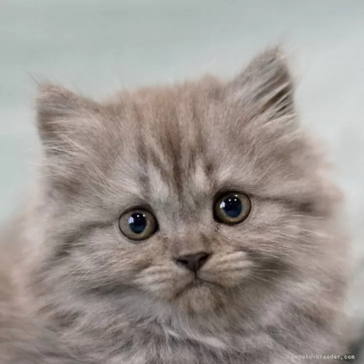 ID:2404-02489の子猫