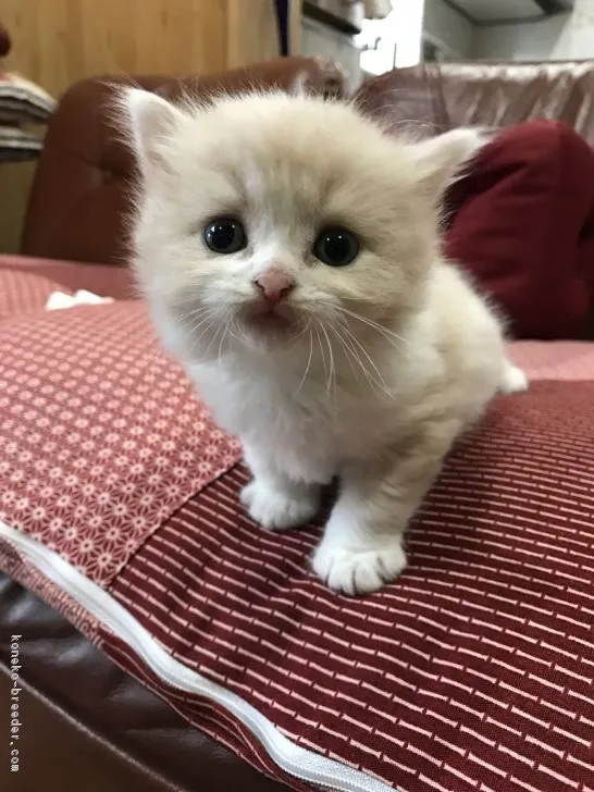 ID：1902-00113の子猫