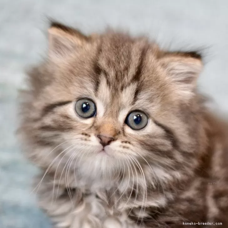 ID：2404-01455の子猫