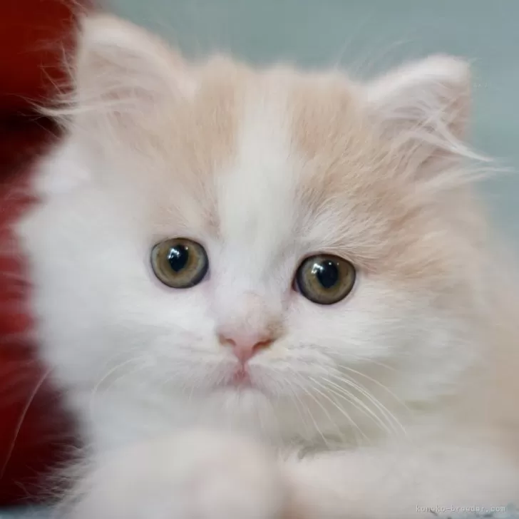 ID:2404-00683の子猫