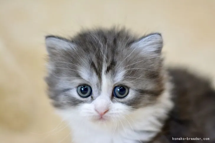 ID:2111-02260の子猫