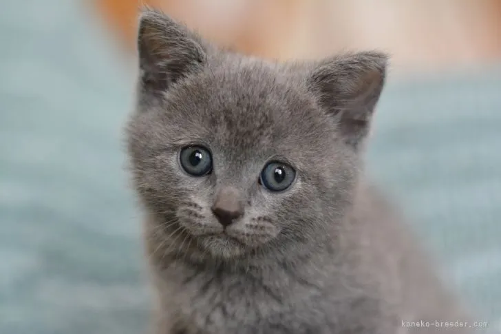 ID:2206-01269の子猫