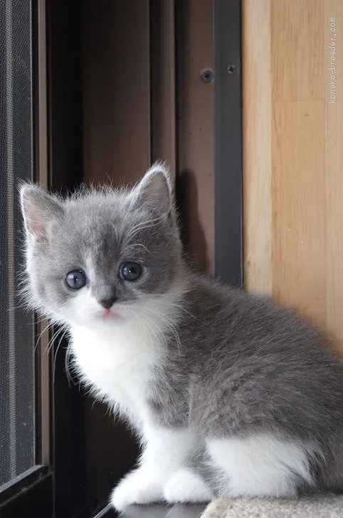 ID:2004-02082の子猫