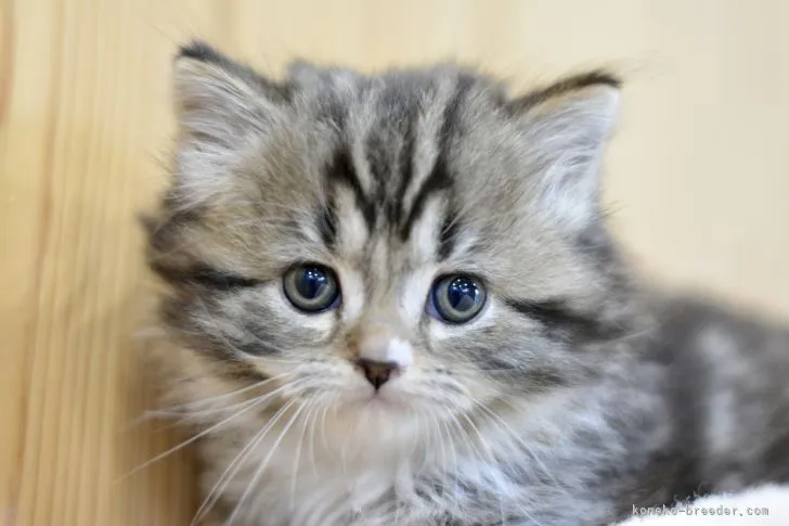 ID:2111-02261の子猫