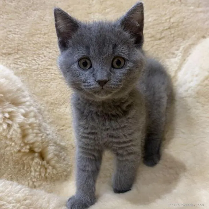 ID：2301-02000の子猫