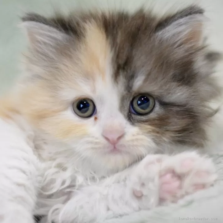 ID:2312-02796の子猫