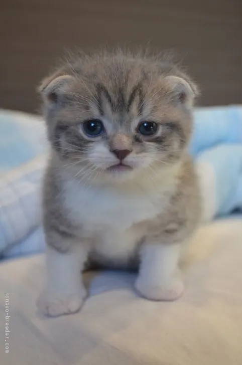 ID：2011-00022の子猫