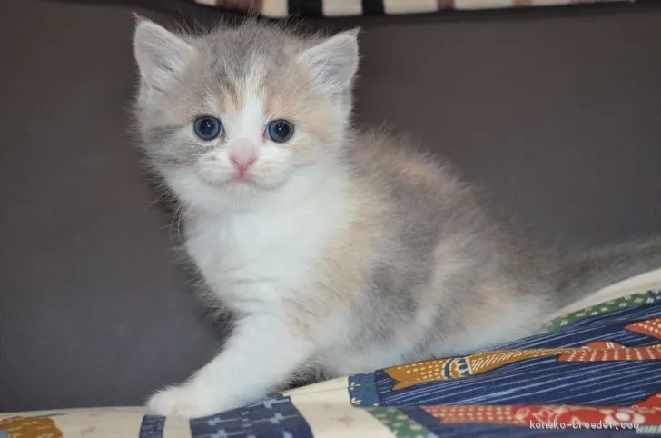 ID：2006-00412の子猫