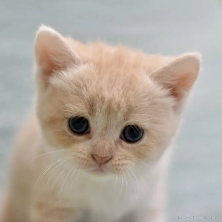 ID:2310-00447の子猫